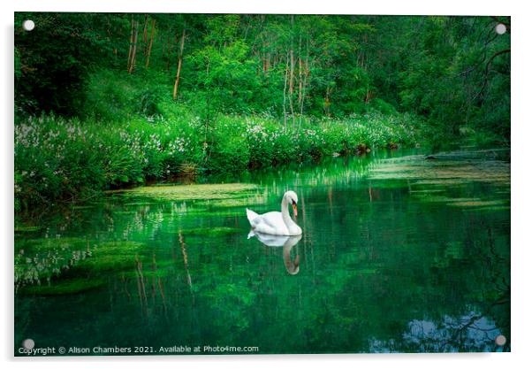 River Bradford Swan Acrylic by Alison Chambers