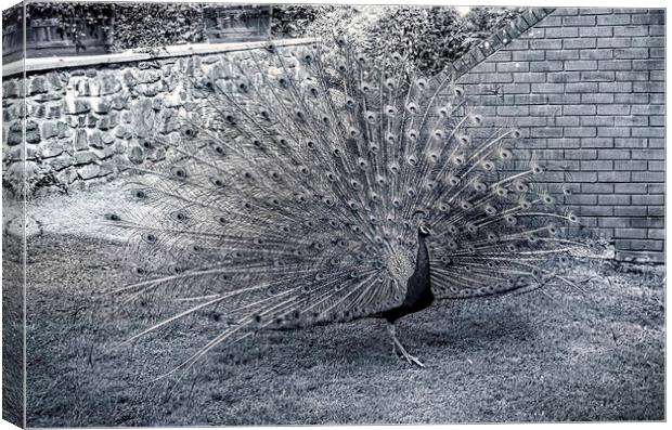 Monochrome Peacock Canvas Print by Avril Harris