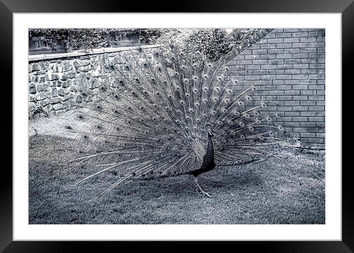 Monochrome Peacock Framed Mounted Print by Avril Harris