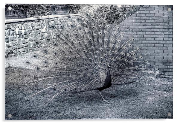 Monochrome Peacock Acrylic by Avril Harris