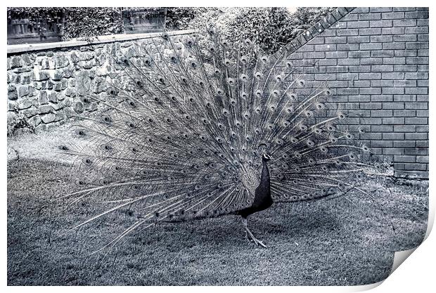 Monochrome Peacock Print by Avril Harris