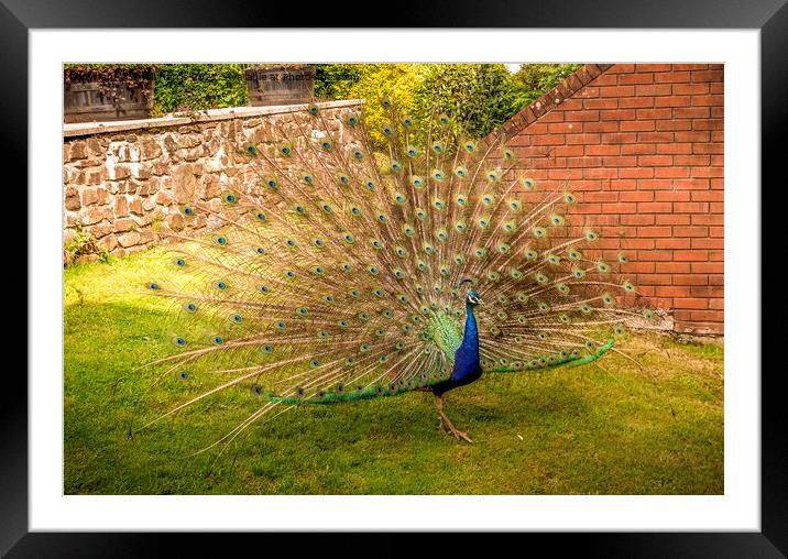 Peacock displaying Framed Mounted Print by Avril Harris