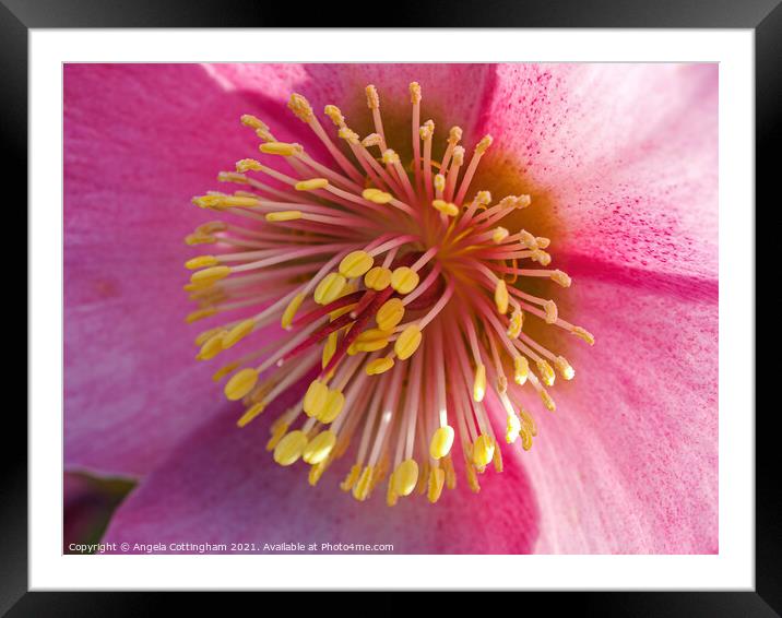 Pink Hellebore Flower Framed Mounted Print by Angela Cottingham