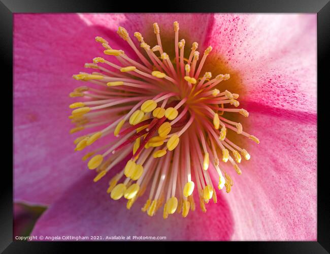 Pink Hellebore Flower Framed Print by Angela Cottingham