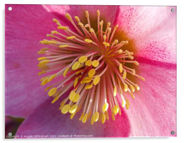 Pink Hellebore Flower Acrylic by Angela Cottingham