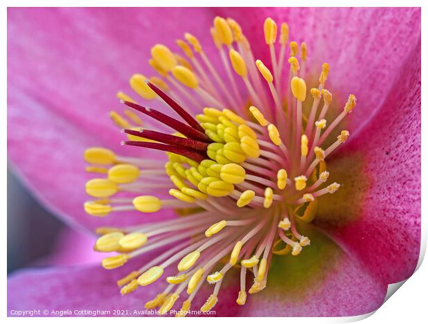Pink Hellebore Flower Print by Angela Cottingham