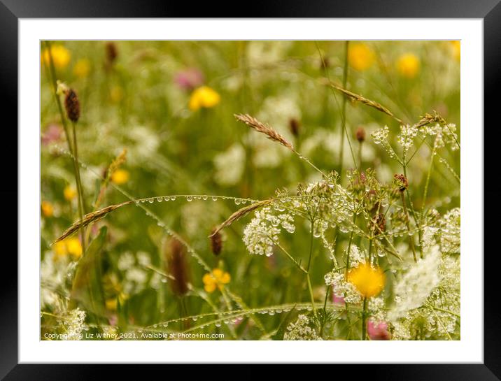 Wild flowers Framed Mounted Print by Liz Withey