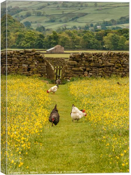 Hens in the Meadow Canvas Print by Liz Withey