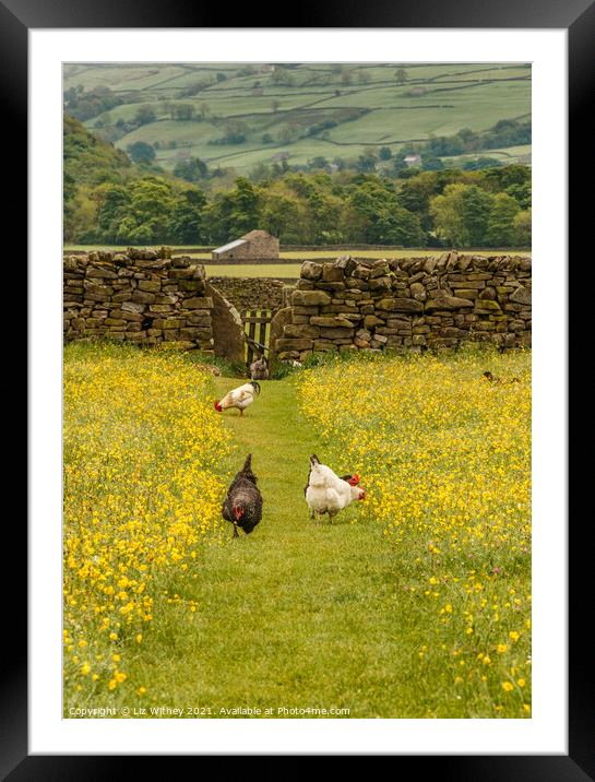 Hens in the Meadow Framed Mounted Print by Liz Withey