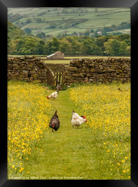 Hens in the Meadow Framed Print by Liz Withey