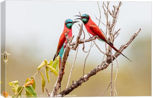 Pair Of Southern Carmine Bee Eaters Canvas Print by Steve de Roeck