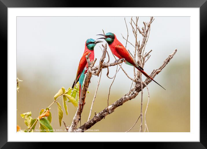 Pair Of Southern Carmine Bee Eaters Framed Mounted Print by Steve de Roeck