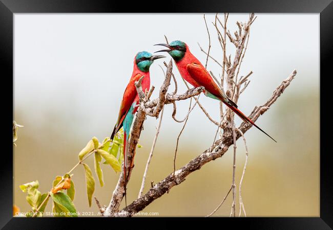 Pair Of Southern Carmine Bee Eaters Framed Print by Steve de Roeck