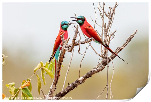 Pair Of Southern Carmine Bee Eaters Print by Steve de Roeck