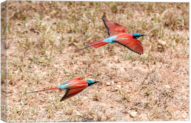 Colourful birds flying low. Canvas Print by Steve de Roeck