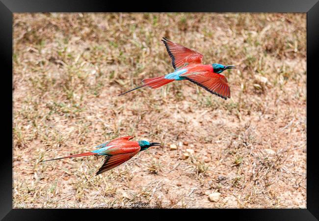 Colourful birds flying low. Framed Print by Steve de Roeck