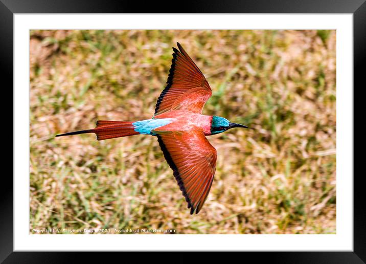 Carmine bee eater flying low and fast Framed Mounted Print by Steve de Roeck