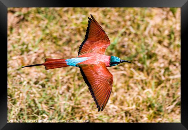 Carmine bee eater flying low and fast Framed Print by Steve de Roeck