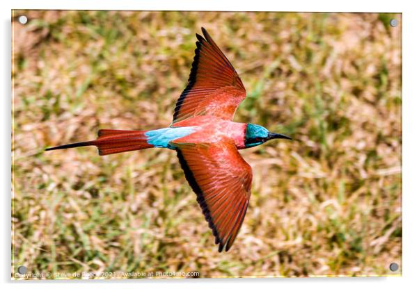 Carmine bee eater flying low and fast Acrylic by Steve de Roeck