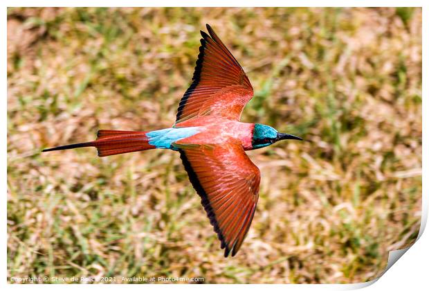 Carmine bee eater flying low and fast Print by Steve de Roeck