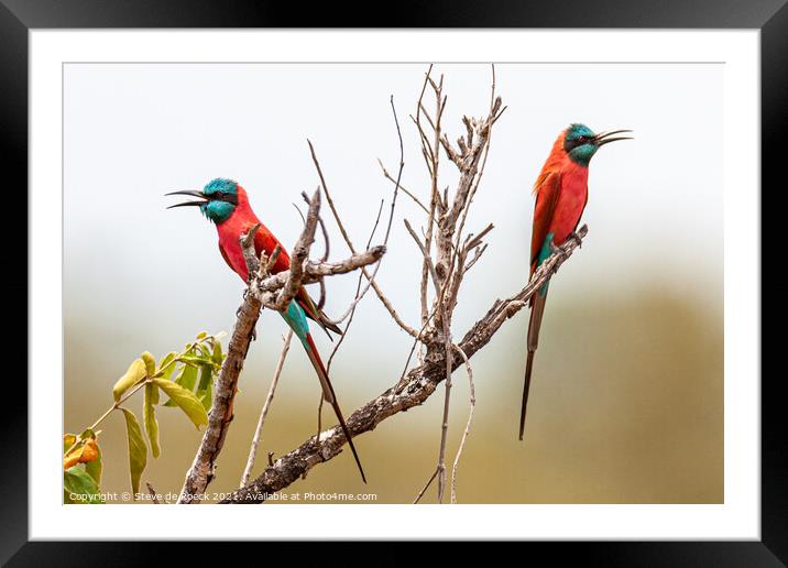 Pair Of Colourful Bee Eaters Framed Mounted Print by Steve de Roeck