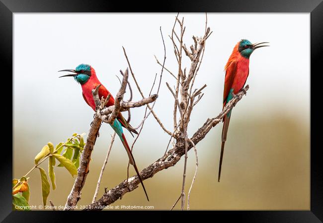 Pair Of Colourful Bee Eaters Framed Print by Steve de Roeck