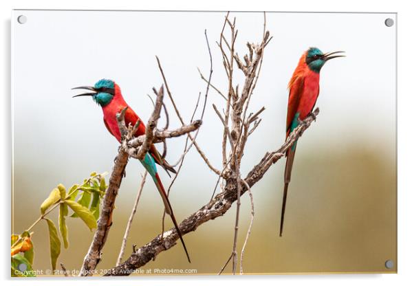 Pair Of Colourful Bee Eaters Acrylic by Steve de Roeck