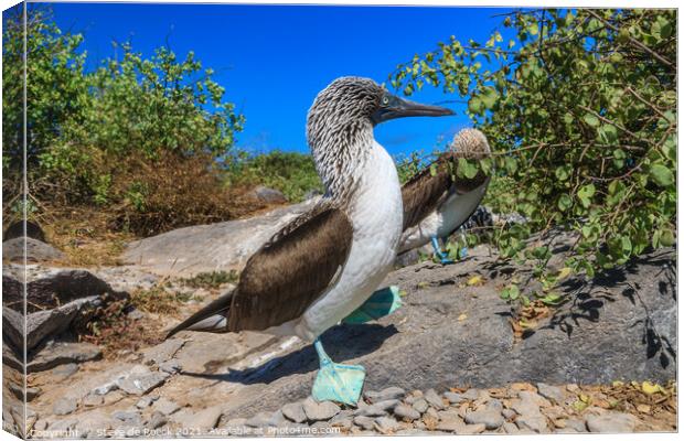 Blue Footed Boobies  Canvas Print by Steve de Roeck