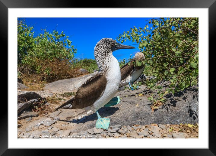Blue Footed Boobies  Framed Mounted Print by Steve de Roeck