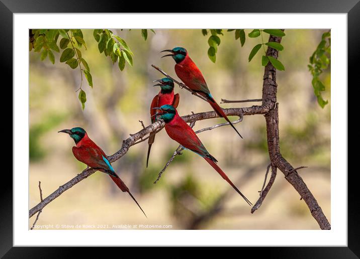 Group of colourful bee eaters on a tree Framed Mounted Print by Steve de Roeck