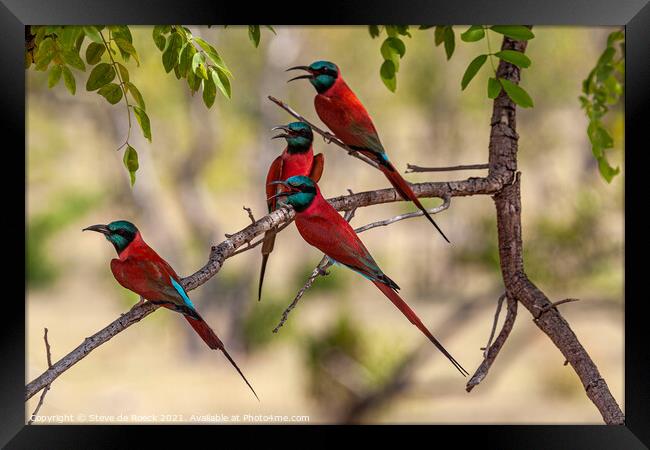 Group of colourful bee eaters on a tree Framed Print by Steve de Roeck