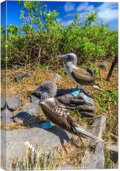 Blue Footed Boobies Canvas Print by Steve de Roeck