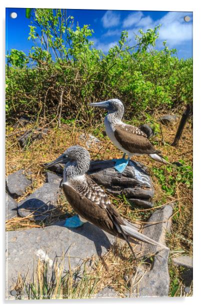 Blue Footed Boobies Acrylic by Steve de Roeck
