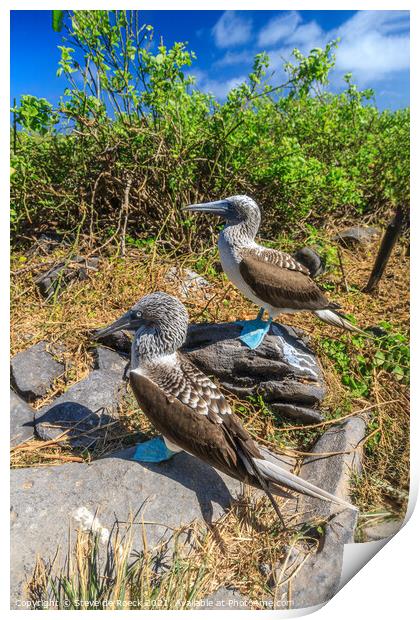 Blue Footed Boobies Print by Steve de Roeck