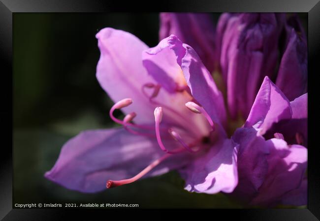 Pink Rhododendron Flowers in Close up Framed Print by Imladris 