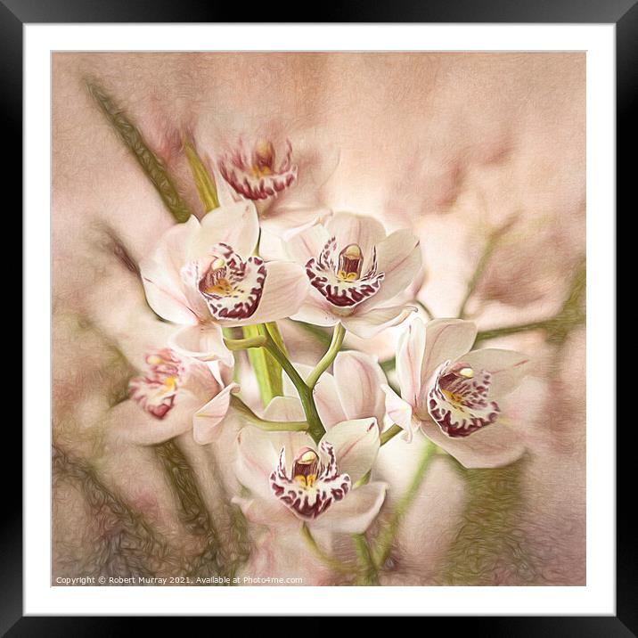 Cymbidium Orchid Framed Mounted Print by Robert Murray