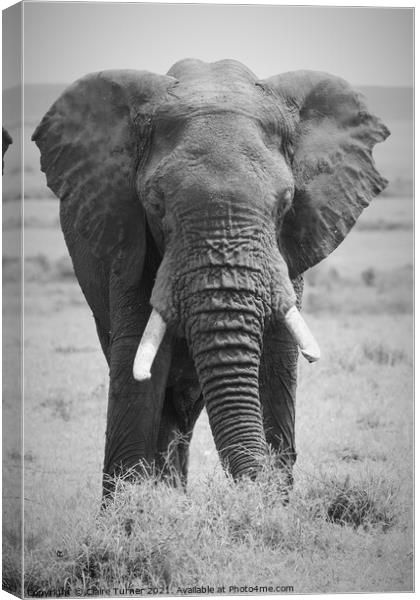 Bull elephant, Kenya Canvas Print by Claire Turner
