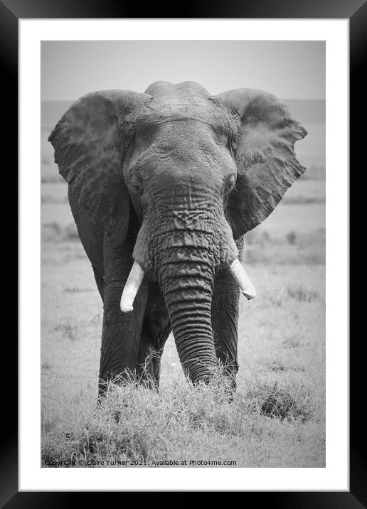 Bull elephant, Kenya Framed Mounted Print by Claire Turner