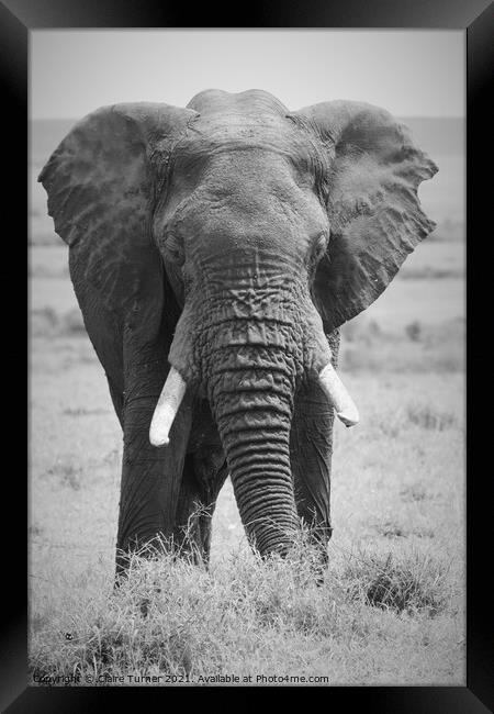 Bull elephant, Kenya Framed Print by Claire Turner