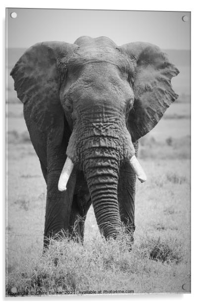 Bull elephant, Kenya Acrylic by Claire Turner