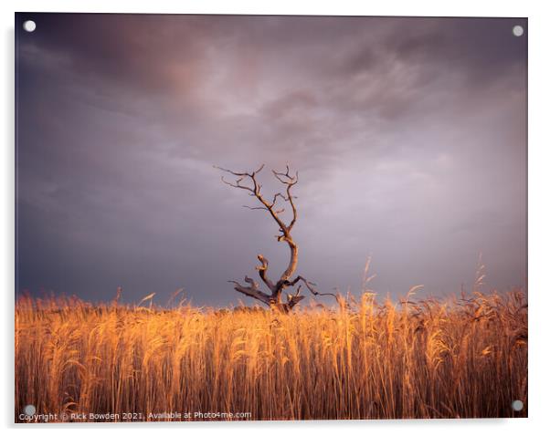 Golden Sunrise at Iken Tree Acrylic by Rick Bowden