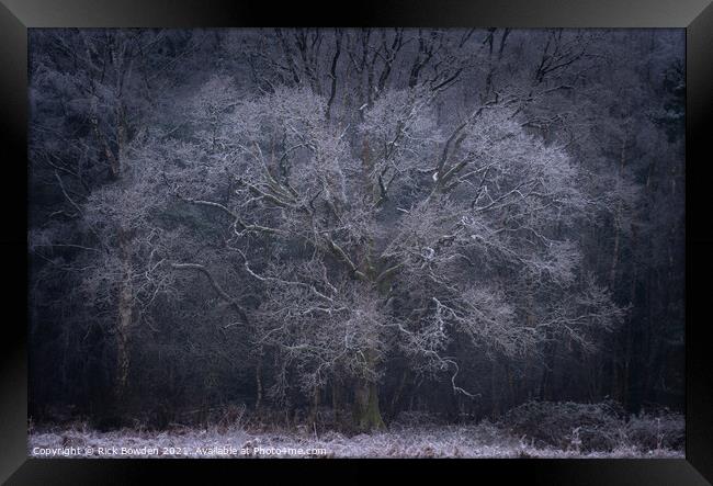 Frost Tree Norwich Norfolk Framed Print by Rick Bowden