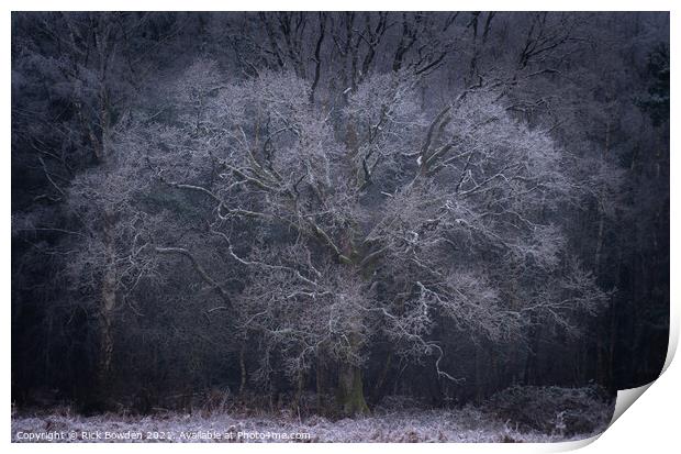 Frost Tree Norwich Norfolk Print by Rick Bowden