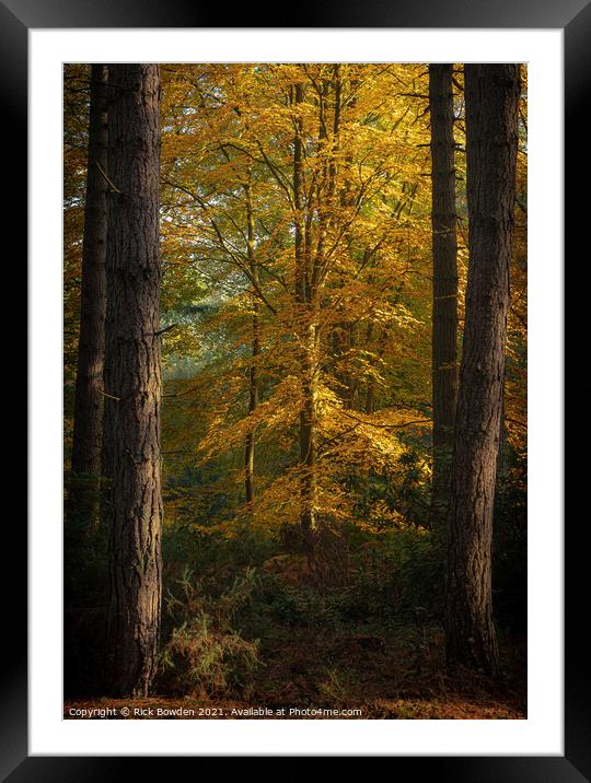 Radiant Beech Tree Framed Mounted Print by Rick Bowden