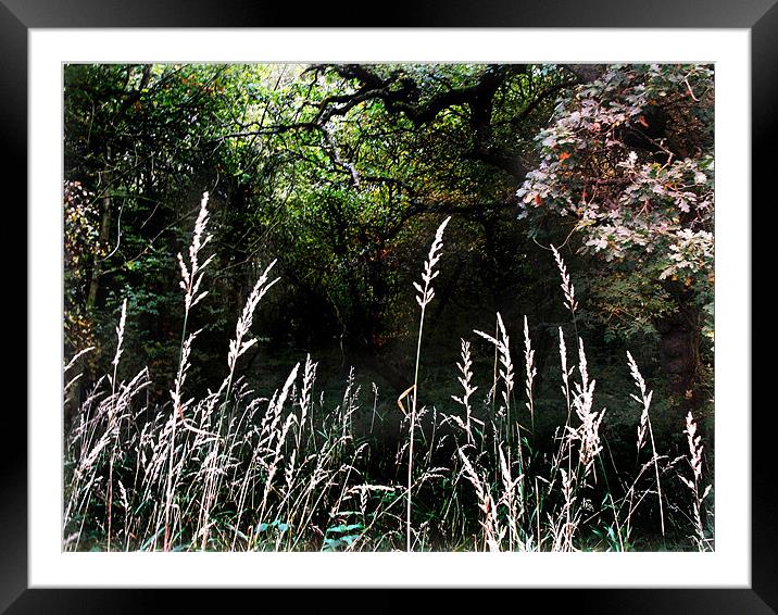 Forest Framed Mounted Print by Kevin Carr