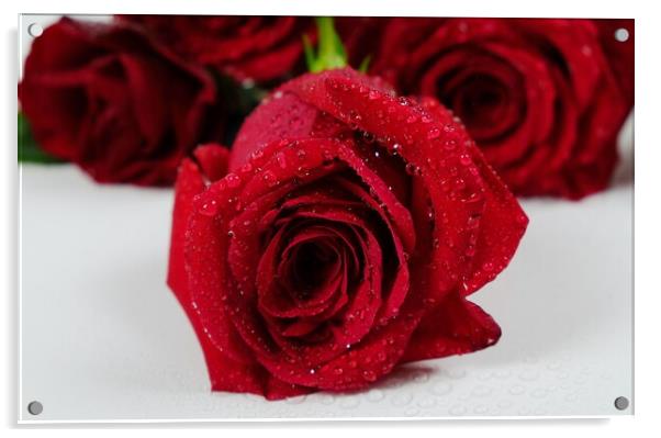 Romance, Red Roses Acrylic by Rika Hodgson