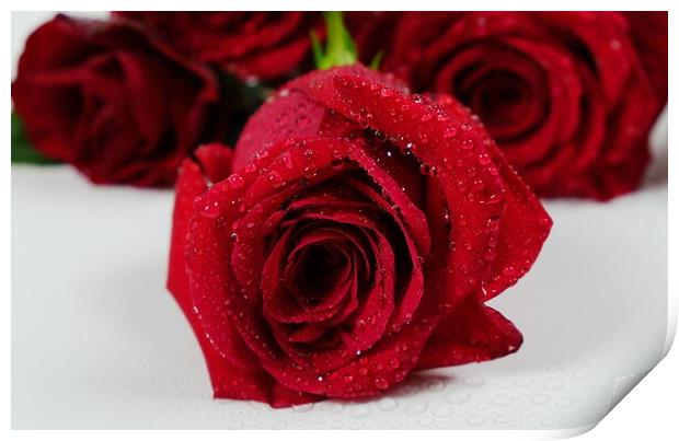 Romance, Red Roses Print by Rika Hodgson