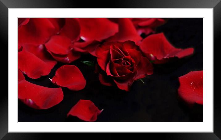 Bed of Roses, Red Roses  Framed Mounted Print by Rika Hodgson