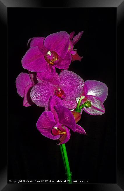 Purple Orchid Framed Print by Kevin Carr