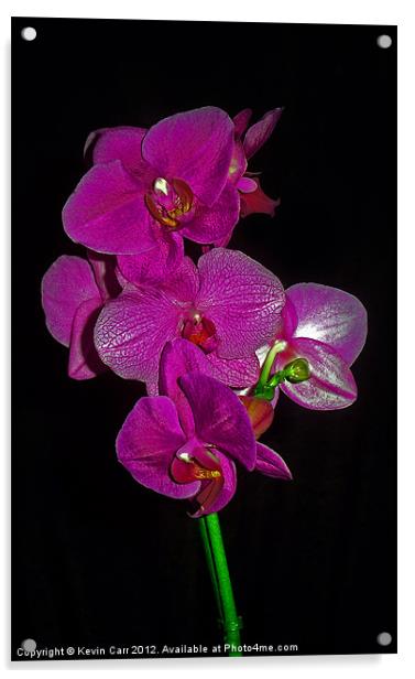 Purple Orchid Acrylic by Kevin Carr